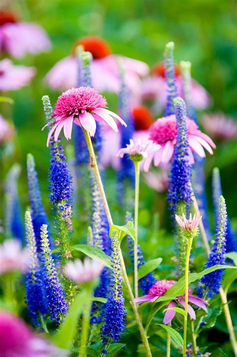 Spectacular Plant Combinations for the Perennial Garden Store Plant