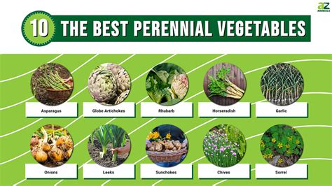 List of Perennial Vegetables by Grow Zone, Including Herbs GardensAll