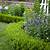 perennials to plant in front of boxwoods