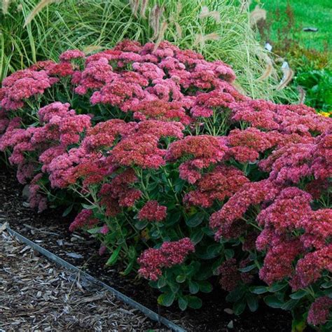 10 Perennials to Cut Back in Fall & 10 You Shouldn't