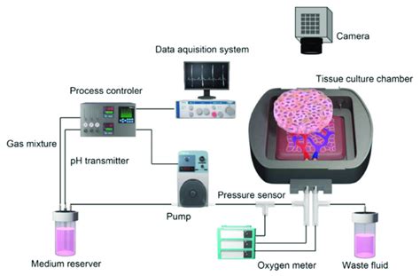 perfusion system for cell culture