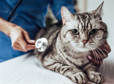harga periksa kucing ke dokter hewan