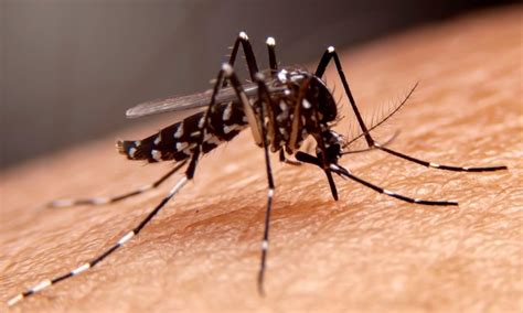 perilaku nyamuk penyebab dbd merupakan persoalan biologi pada tingkat