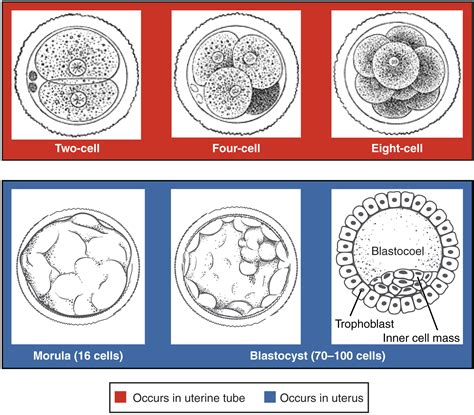 period of the embryo differentiation