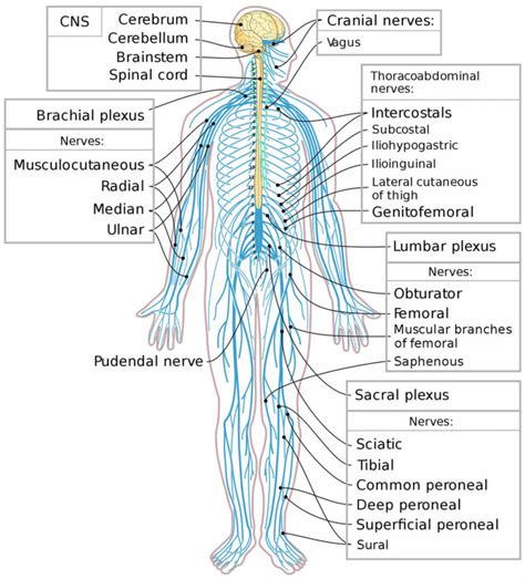 peripheral nervous system function class 10