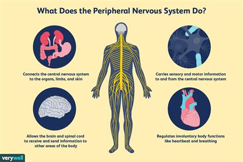 peripheral nervous system function example