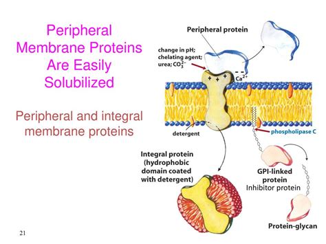 Unlock the Secrets of Membranes: How Peripheral Proteins Revolutionize Our Understanding
