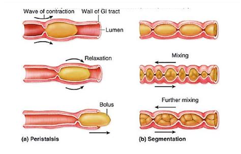 peristalsis and segmentation in digestion
