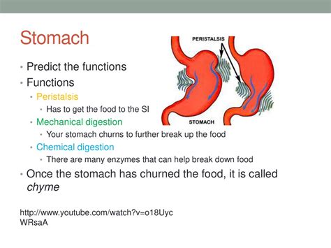 peristalsis churns up the food in the stomach