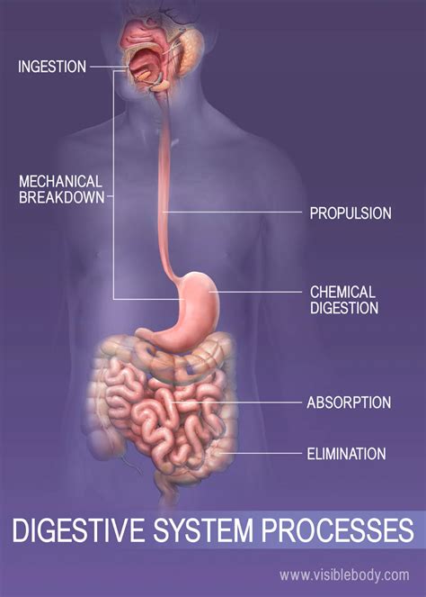 peristalsis digestive process