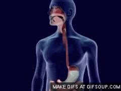 peristalsis in digestive system gif