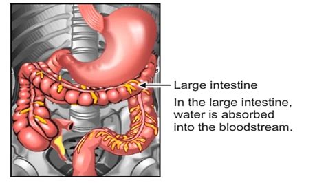 peristalsis in large intestine