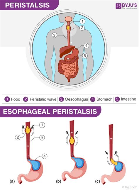 peristalsis is the process of chewing food