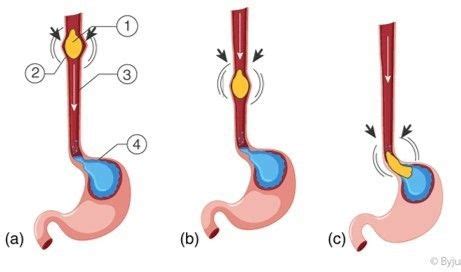 peristalsis medical terminology