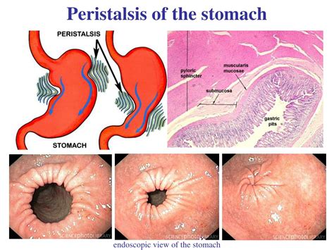 peristalsis of the stomach