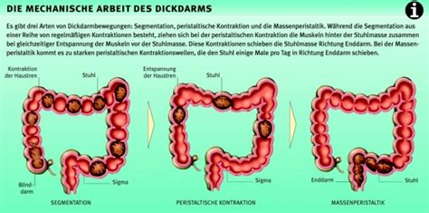 peristaltik darm anregen