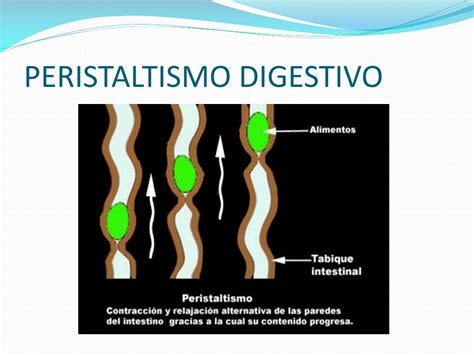 peristaltismo intestinal que es