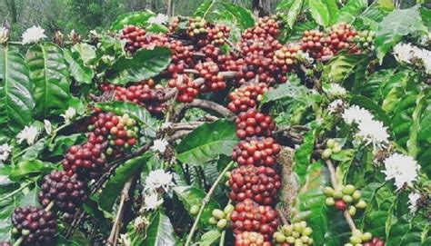 perkebunan kopi di indonesia