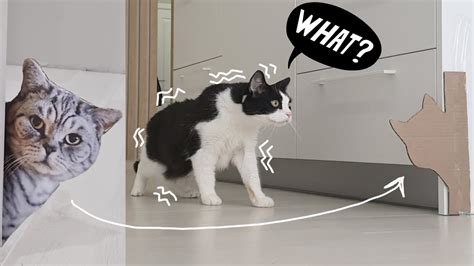 Permanent Marker Cat Prank