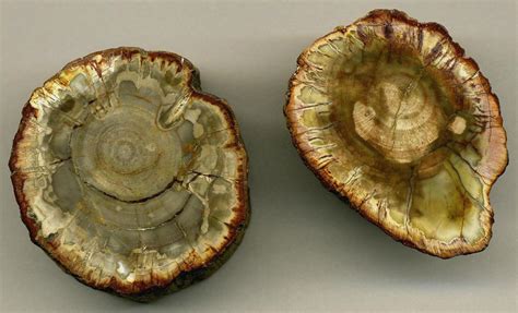 Permineralization Fossils Examples