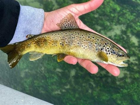 Nos services La cabane du pêcheur