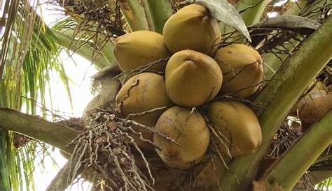 Ppt pohon kelapa
