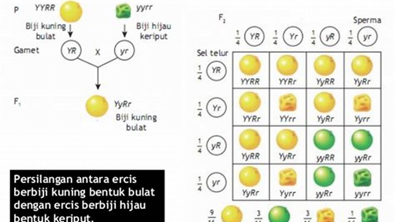 pernyataan yang benar mengenai hukum 2 mendel adalah