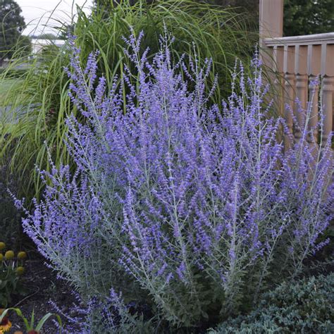 perovskia - blue steel russian sage