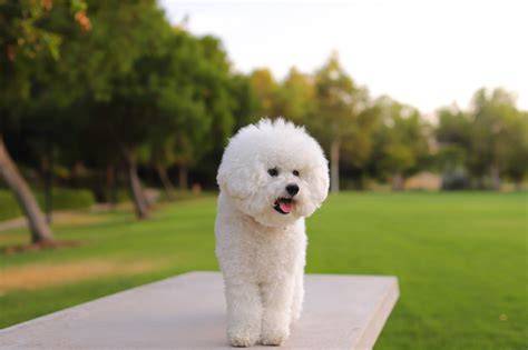 Razas de perros pequeños blancos Listado completo, comparativa