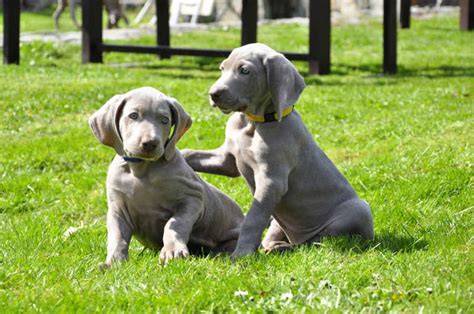 Perro Braco De Weimar Adoptar De Perro