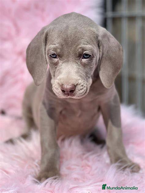 Braco de Weimar macho Comprar perros y cachorros. Consulta precio