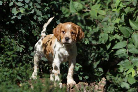 CACHORROS SPANIEL BRETON CACHORROS DISPONIBLES