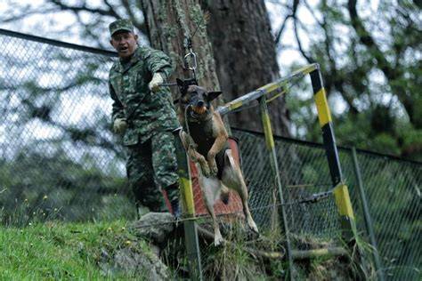 Proyecto "Perro busca perro" encuentra perros perdidos Las Noticias