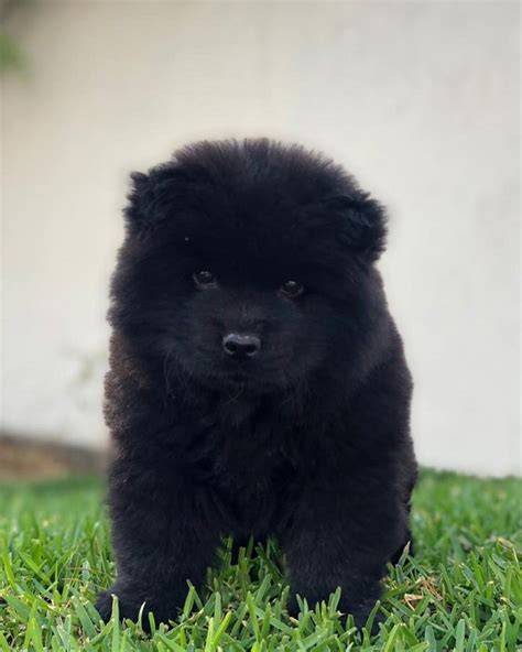 Pin on chow chow