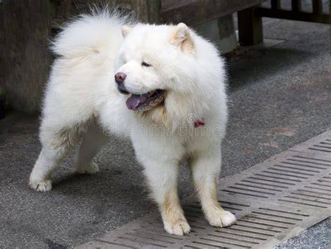 ⊛ PERRO CHOW CHOW 【 Cuidados, Caracter y Salud