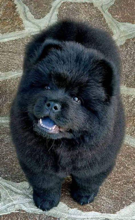 Cachorros Negros Chow Chow Banco de fotos e imágenes de stock iStock