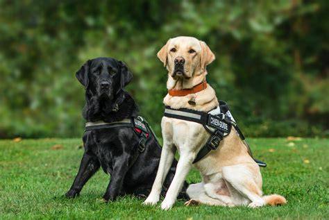 Perro De Chocolate Ciego Labrador Con Traumatismo Ocular Inflamado Rojo