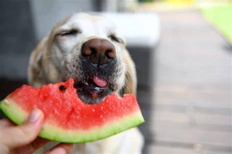 ¿Los Perros Pueden Comer Sandía? Consumo, Porción y Advertencias