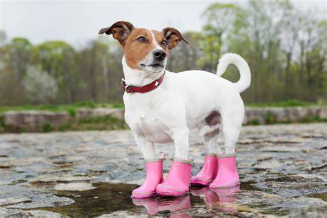 15 Fotos de perros usando zapatos especiales para amscotas