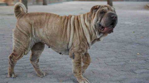 Principales razas de perros con arrugas en la piel