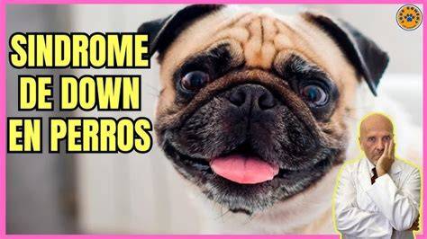 ¿Pueden los perros tener Síndrome de Down?