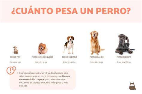 Ante la escasez de alimentos autorizan comer carne de perro, que pesen