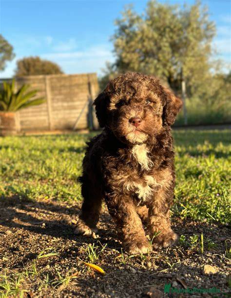 Perro de Aguas macho Comprar perros y cachorros. Consulta precio