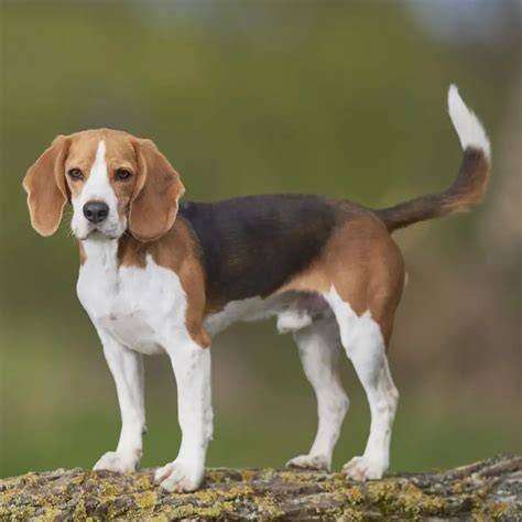 Hunting Beagle Puppies Near Me
