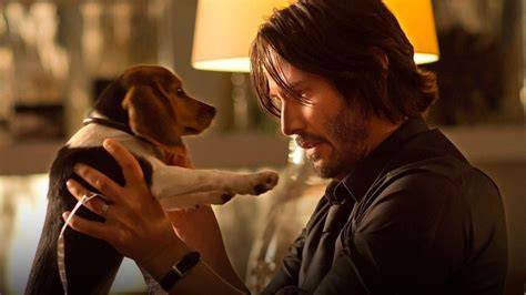 Perros de John Wick 3, peligro para el malinois www.doogweb.es