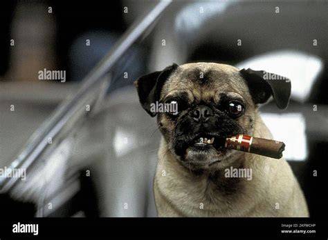 Que Raza Es El Perro De Men In Black Noticias del Perro