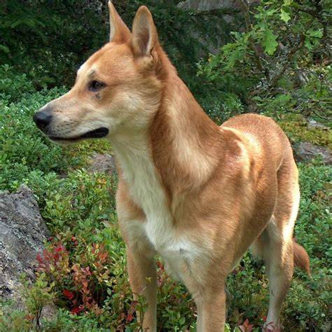 Rescuers Discover Adorable Stray is Actually 100 Pure Dingo Pup