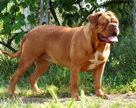 Dogo de Burdeos, cuidados, características y comportamiento