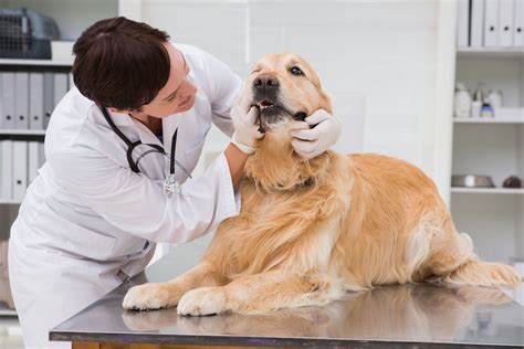 perro en el veterinario