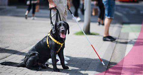 Lo que debes saber sobre los perros lazarillos, El Siglo Coahuila